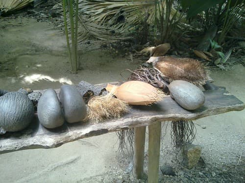 coco de mer 6