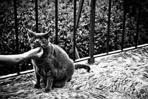 Purr