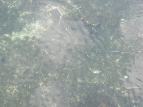 Bahamas