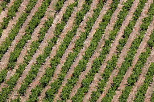 French wine 2