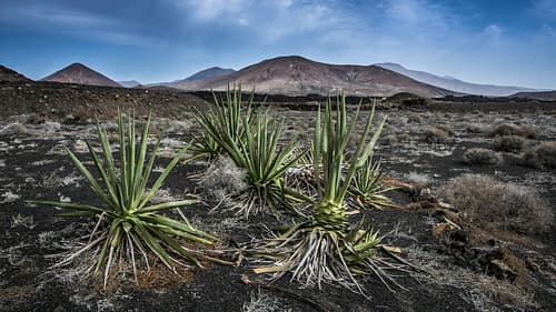 Lanzarote Landscape
