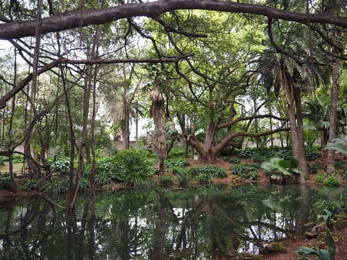 Jardin d'essai du Hamma à Alger, où Johnny Weissmuller a joué Tarzan