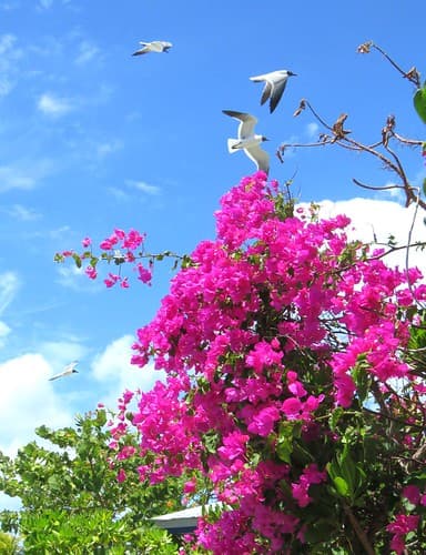 Carribean Pink