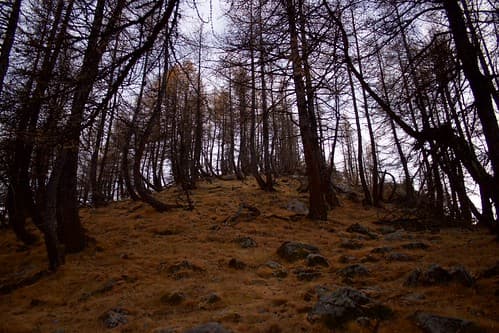 Autumn trees - uphill
