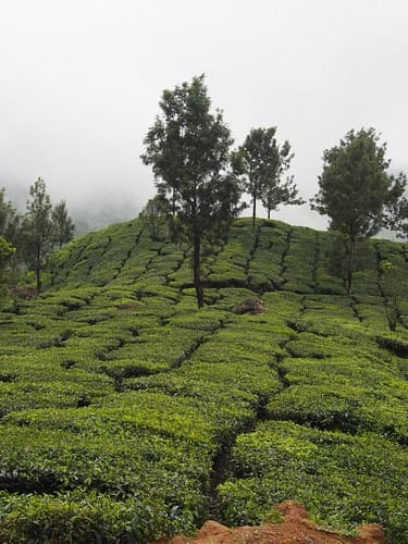 Munar, Inde