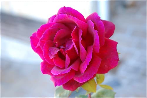 🇪🇸 🇪🇺 Rosa (Añana, País Vasco, España, 24-11-2011)