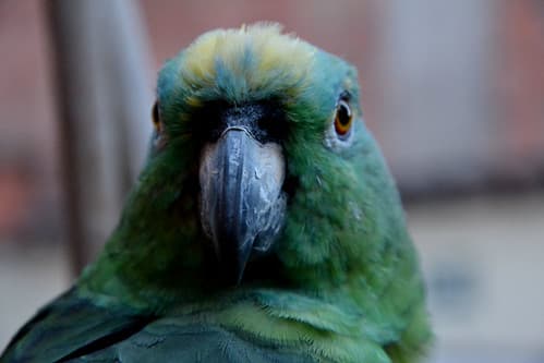 Cusco - Pérou