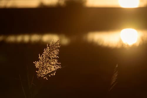 Camargue wake-up