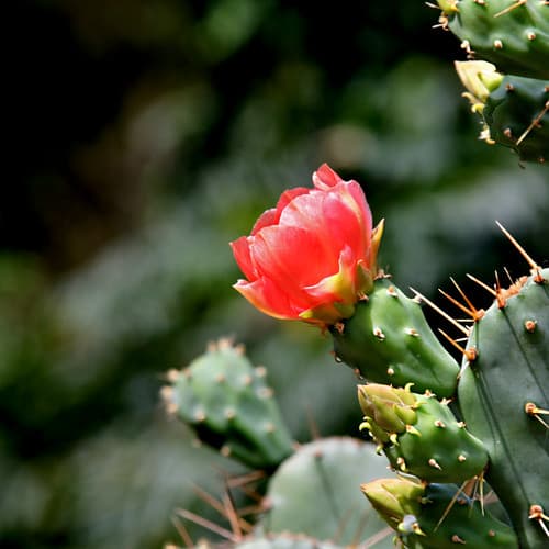 Cactus Flower