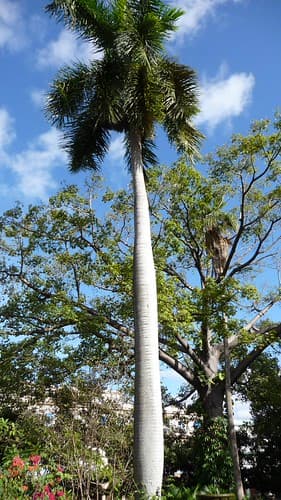 Cuba, La Havane