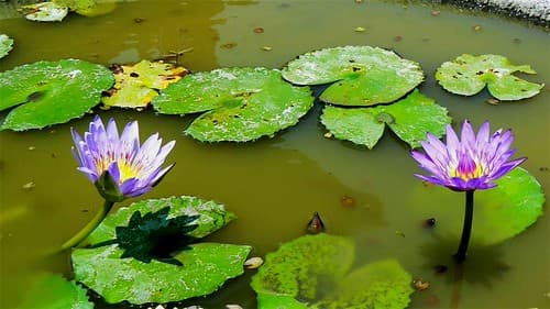 Lotusbloemen - Bali / Indonesië