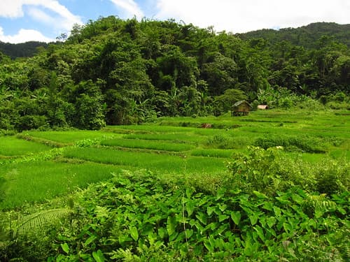 Rice paddies