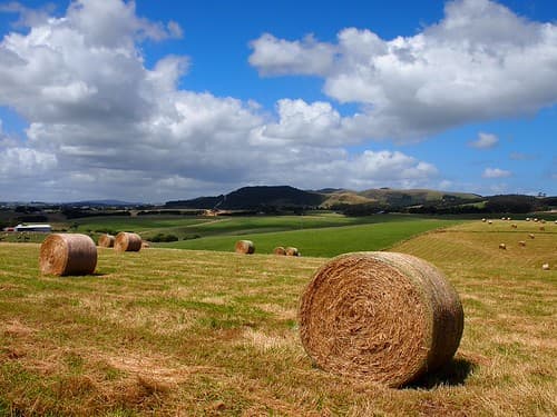 Farmland near Foster (Australia 2010)