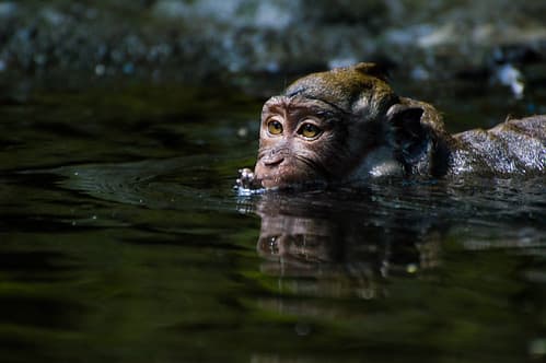 Monkey takes a bath
