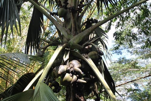 Female Coco de Mer