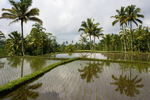 Bali