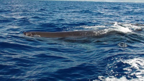 Sperm whale