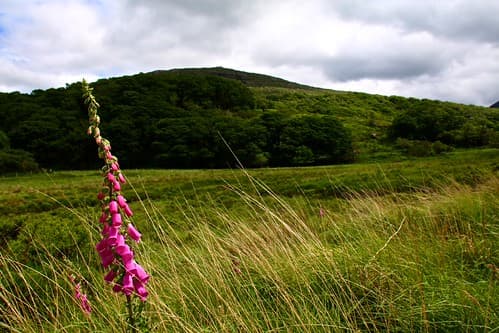 Kerry Trail - Killarney National Park 47