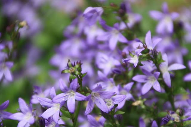 voyage à lîle aux fleurs