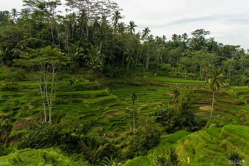 Bali-2