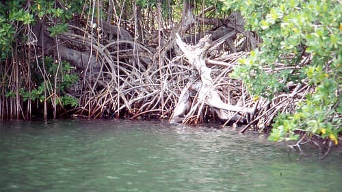 Isla de Margarita, Venezuela, Mangroven