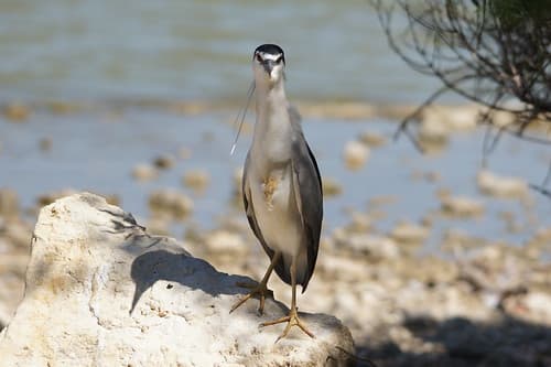 Nycticorax nycticorax