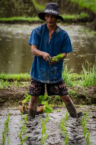 Sowing rice.