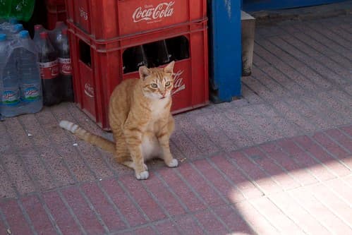 Cats, Essaouira, Maroc