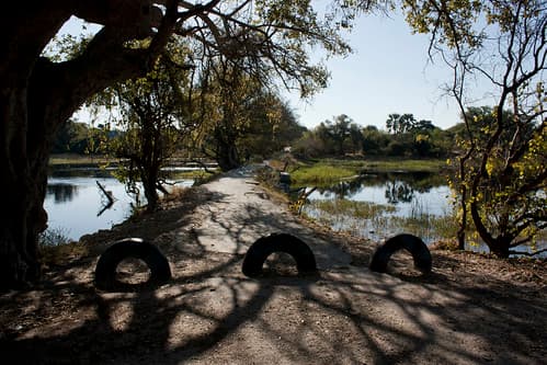 Maun
