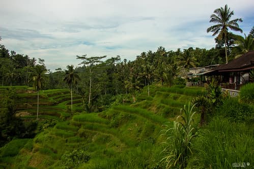 Bali-3