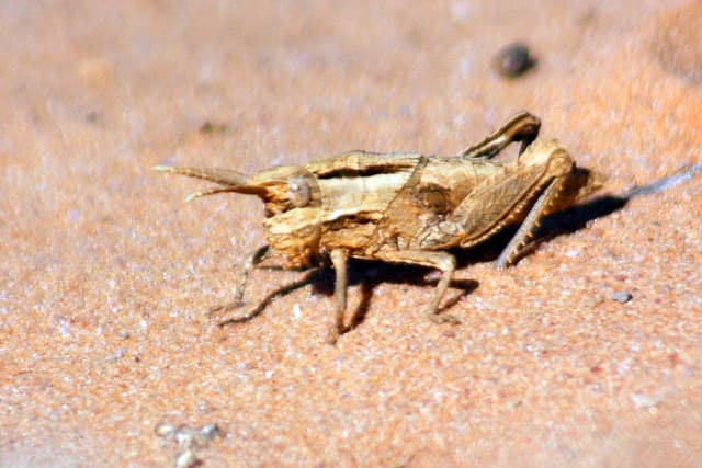 Le désert du Kalahari