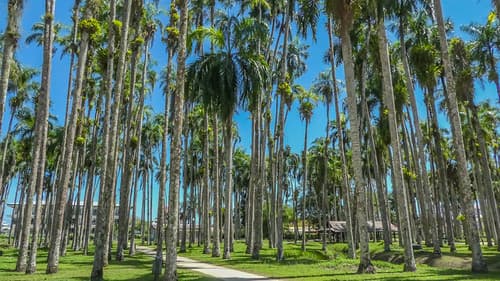 Palmentuin, Paramaribo