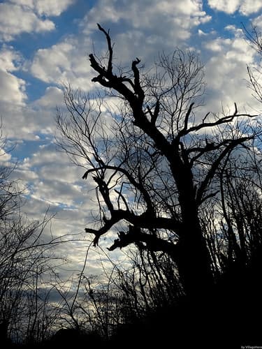 Tree Silhouette near Trois Bassins