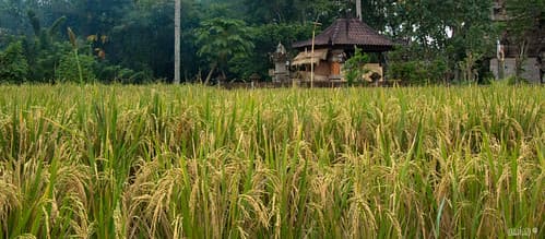 Bali-1