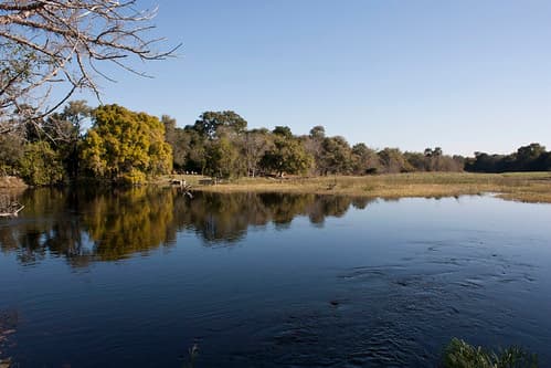 Maun