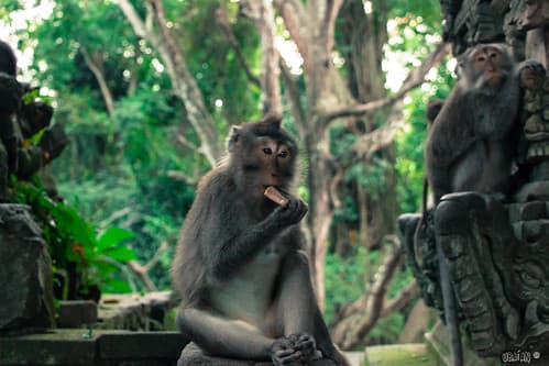 Bali-32