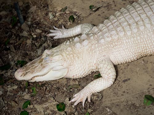 Albino Alligator