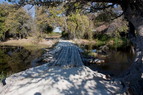 Maun