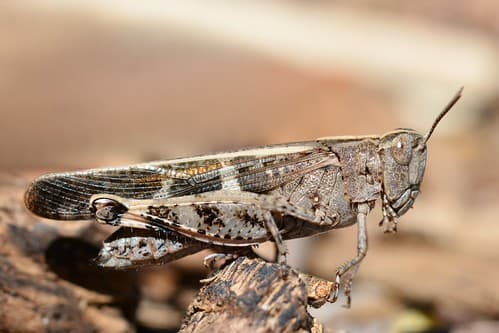 Aiolopus strepens