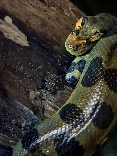 Green Anaconda