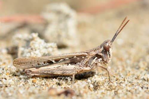 Calephorus compressicornis male
