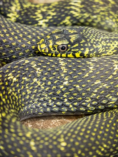 King Ratsnake