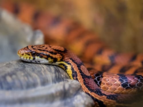 Corn Snake