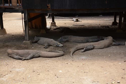 Dragon varans at Pulau Rinca (Flores, Indonesia 2016) (Kopie)