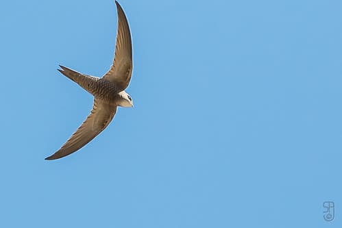 Pallid Swift (Apus pallidus)-1.jpg