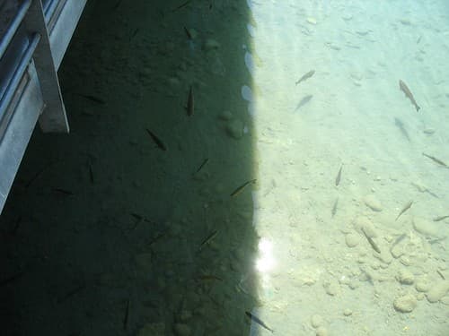 Fish in the lake, Relais du Saint-Bernard, Martigny, Switzerland