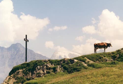 scix blanc avec vache et croix