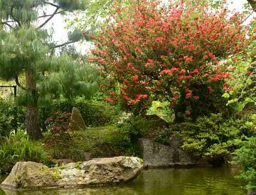 Jardin Japones. Montevideo. Uruguay