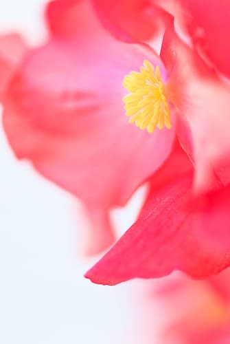 Red Flower
