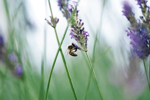 Lavender - Bee